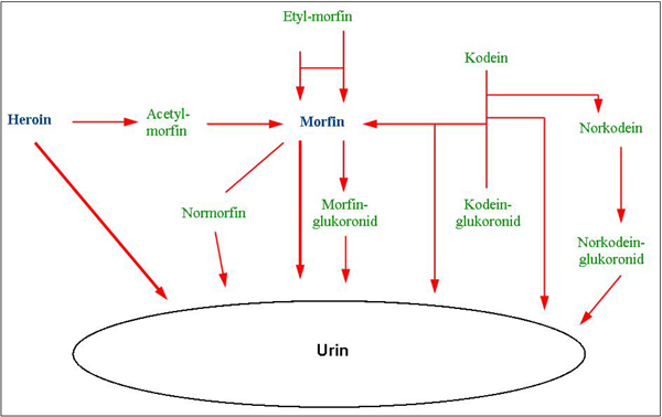 Opioid metabolisering